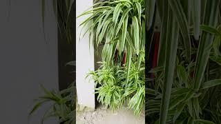#spiderplantcare #flowers #love 14 June 2025