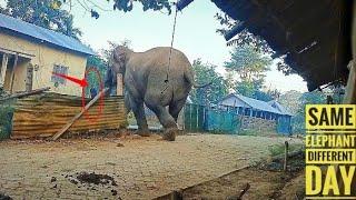 Wild Elephant Attack || Wild elephant broke the fence and entered the house||