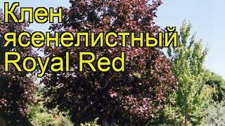 Клен ясенелистный Роял Ред. Краткий обзор, описание характеристик acer platanoides Royal Red