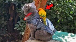 Woman saved parrot and raised him with home cat! Now they are inseparable