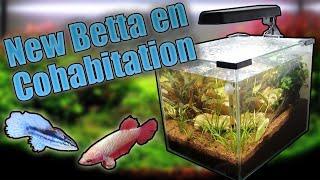 Deux Nouvelle Betta Femelle en Cohabitation dans un Lowtech !