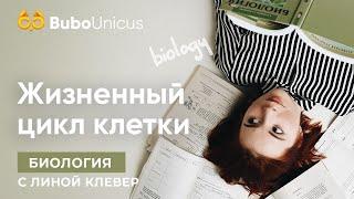 Жизненный цикл клетки. Видео 2 | БИОЛОГИЯ ЕГЭ | Лина Клевер