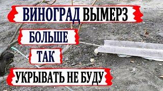  После ЭТОГО УКРЫТИЯ ВИНОГРАДА ВЫМЕРЗЛО 70% почек. Как я укрывать виноград больше не буду?