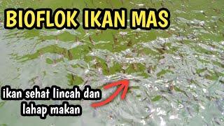 BIOFLOK IKAN MAS TAHAP AWAL