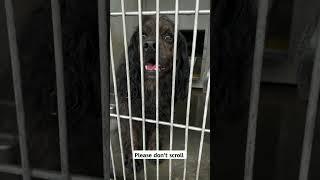 #DogsUnite #StandWithDogs #DogLoversUnite #AnimalLoversUnite #SupportDogRescue