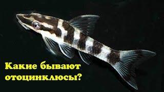 Какие бывают отоцинклюсы?