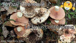 Груздь Тополевый или Груздь осиновый | Lactarius controversus