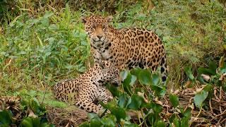 Pantanal: Quest for the Jaguar King