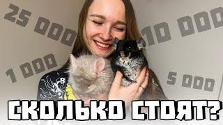 Сколько стоит шиншилла? | Цены на всех шиншилл