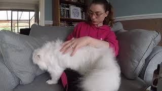 Daily grooming for white Persian Cat