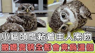 The little owl hugged its master and asked for a kiss  playing coquetry and being cute for this! Th