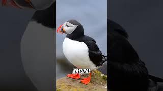 Colorful Love Signals: The Changing Beaks of Puffins #shorts #short