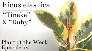 How To Care For Ficus elastica “Tineke” & “Ruby” (Variegated Rubber Tree) | Plant Of The Week Ep. 12