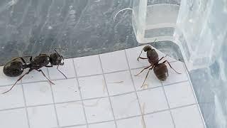 Messor muticus (Russia) vs Lasius niger (Spain) 29.07.2023