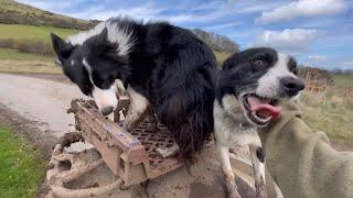 Three amazing sheepdogs herding sheep in Scotland