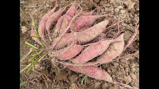 LSU AgCenter Sweet Potato Field Day 2024