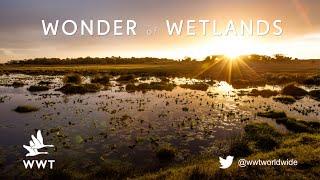 What are wetlands? | WWT