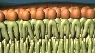 Fluid Mosaic Model of the Cell Membrane