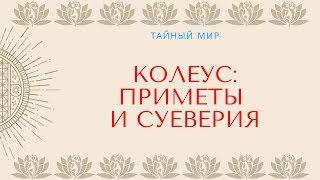 Колеус - приметы и суеверия