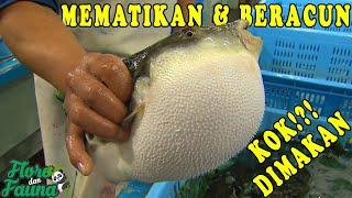 WAJIB TAHU! IKAN BUNTAL INI SANGAT BERACUN WALAU IKAN INI DIMAKAN DI JEPANG