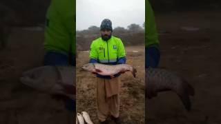 FINDING Monster Fish at Kahan Pur Dam