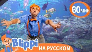 Песня Про Аквариум | Обучающие песни для детей | Blippi Russian