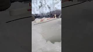 Елец чуть не утащил удочку