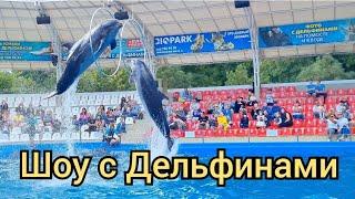 #shorts Дельфинарий. Шоу с дильфинами / Dolphinarium. Dolphin show