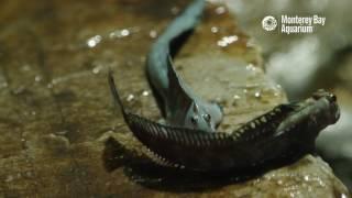 The Leaping Blenny—A Terrestrial Fish!