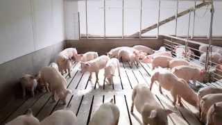 A Field Trip to Ohio Pig Farms and Farm Song