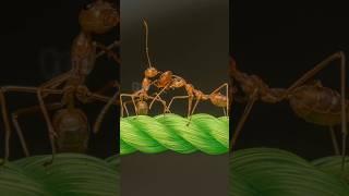 Mastering Leaf cutter ants#ants #shortfeed #youtubeshorts