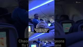 Chaos erupts as 2 pigeons fly through Delta plane right before takeoff
