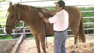 Equine Massage: Using the Bladder Meridian to Relieve Tension and Stress in your Horse