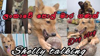 ලංකාවේ පොල් මාර ගණන් අහු වෙන දෙයක් කාපල්ලා  | dog vlog | Shelly talking #shelly #dog #doglover