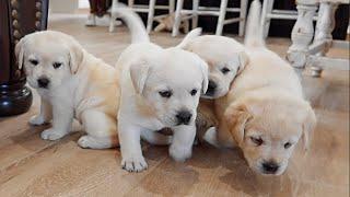 CHONKY PUPPIES EXPLORE THE HOUSE!!