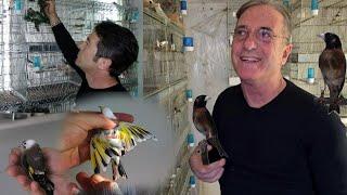 A legend in the world of Goldfinches  GENNARO CHIANESE 