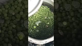 How we prepare peas|village cooking channel|offgrid homestead#viral#shorts