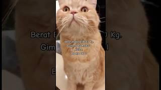 BB gemoy  #cat #oyenbarbar #kucing #oyenlucu #oyenbesar #kucingoyen #kucinglucu #shorts