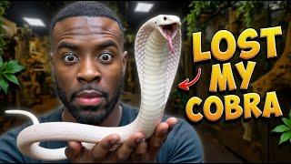 HOW I lost my VENOMOUS Monocled Cobra!