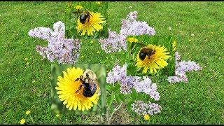 Carpenter Bee Collecting Pollen & Lilac Bushes