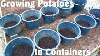 Allotment Diary : How to Grow Potatoes in Containers