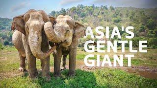 2 Hours Of Amazing Wildlife Surviving Asia's Extreme Climate