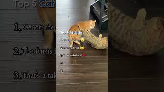 Top Five Cat Fights!
