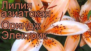 Лилия азиатская Ориндж Электик  обзор: как сажать, луковицы лилии Ориндж Электик