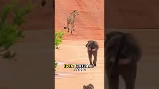 Leopard vs. Angry Baboons#shorts #animals #wildlife #fyp