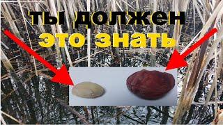 Рыболовный Секрет 2020. Как обловить ВСЕХ..Рыболовные насадки.Наживка для рыбалки.Зимняя рыбалка.