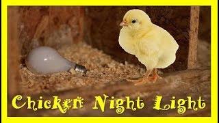 Solar Chicken Coop Light