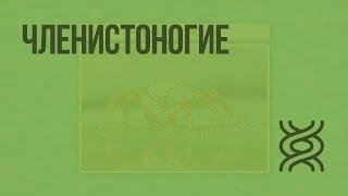 Тип Членистоногие. Видеоурок по биологии 7 класс