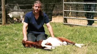 Mercy Halal Islamic Slaughter Part 2 - A