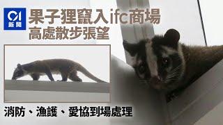 果子狸竄入中環IFC商場　消防、愛協及漁護署派員處理｜01新聞｜果子狸｜IFC｜中環｜愛協｜野味